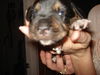 Amelia's Pup No Ribbon
