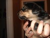 Amelia's Pup No Ribbon
