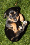 Amelia's Pup No Ribbon