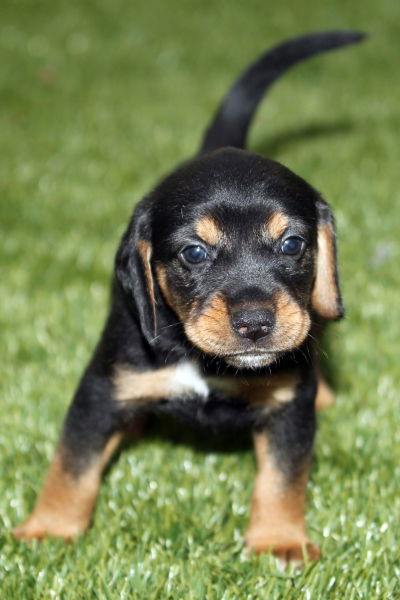 Amelia's Pup No Ribbon