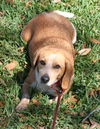 Peanut III