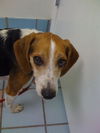 Petey