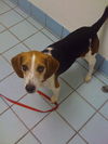 Petey