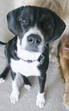 Tootsie II
