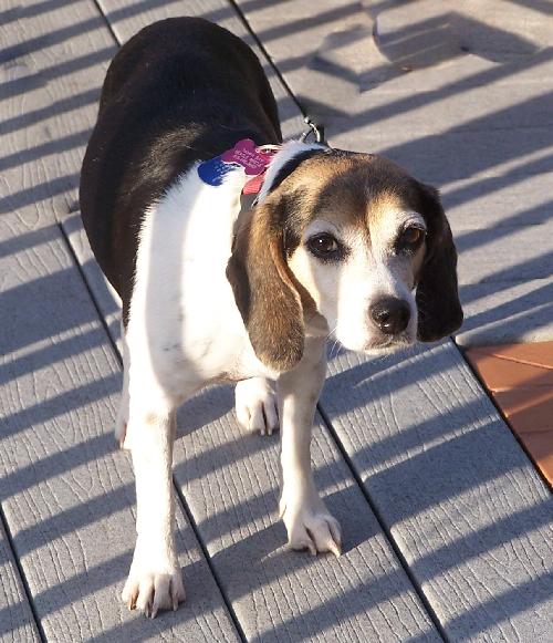 Susie III