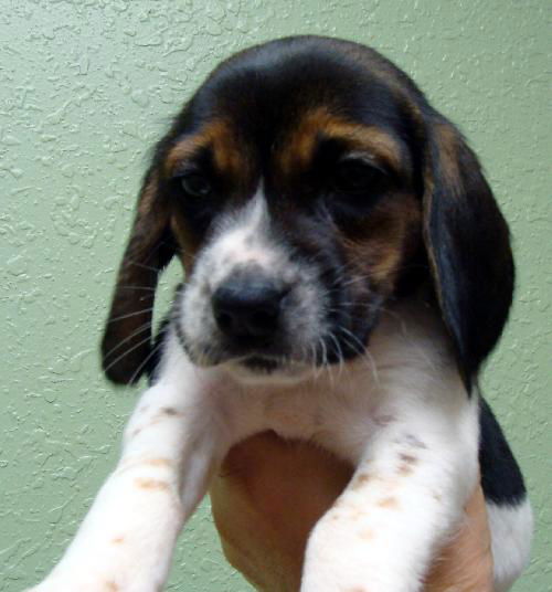 Hope's Puppy - Rosemary
