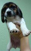 Hope's Puppy - Rosemary