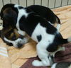 Hope's Puppy - Rosemary