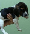 Hope's Puppy - Rosemary