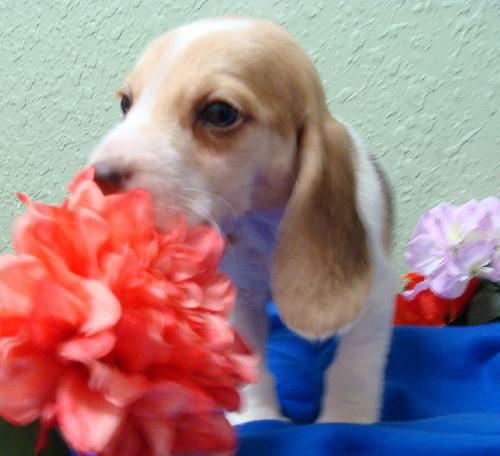 Hope's Puppy - Paprika