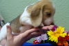 Hope's Puppy - Paprika