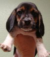 Hope's Puppy -Pepper