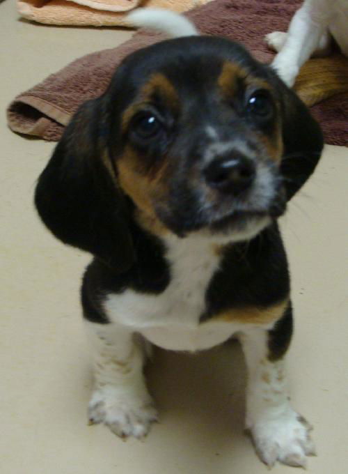 Hope's Puppy -Pepper
