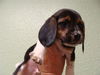 Hope's Puppy -Pepper