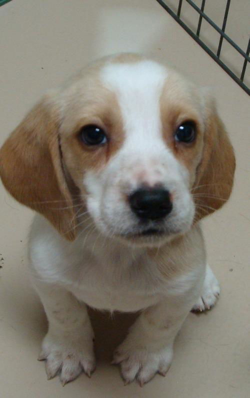 Hope's Puppy - Parsley