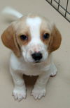 Hope's Puppy - Parsley