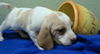 Hope's Puppy - Parsley