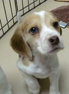 Hope's Puppy -Cinnamon