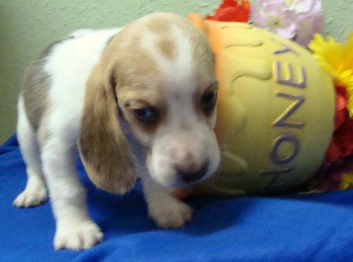 Hope's Puppy -Cinnamon