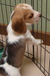 Hope's Puppy -Cinnamon