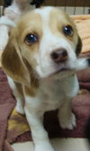 Hope's Puppy -Cinnamon