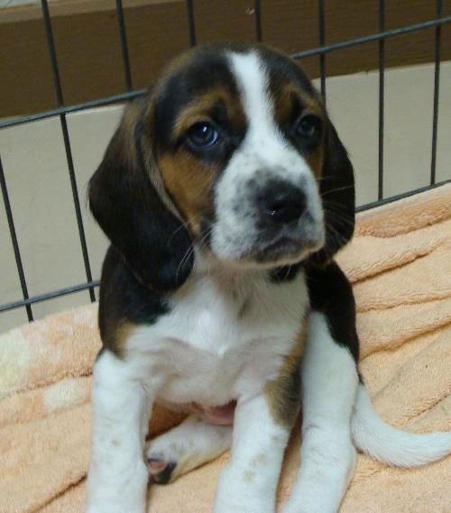 Hope's Puppy - Wasabi