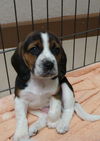 Hope's Puppy - Wasabi