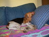 Meesha