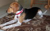 Meesha