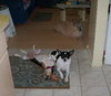 Meesha
