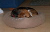 Meesha