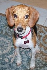 Meesha