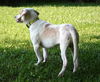 Sammy