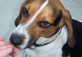 Dixie