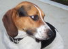 Dixie