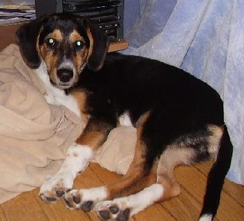 LuLu