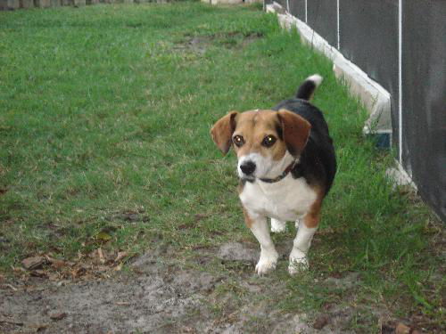 Pip