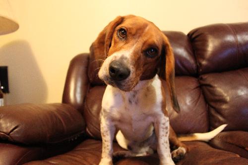 Flynn