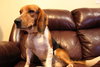 Flynn