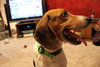 Shaggy