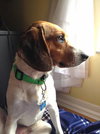 Shaggy