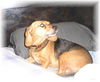 Lucy IV