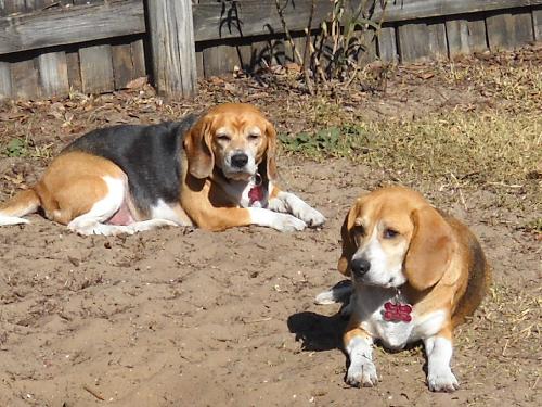 Bubba III & Ginger IV