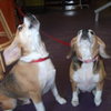 Bubba III & Ginger IV