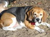 Bubba III & Ginger IV