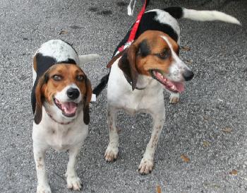 Buddy IV and Sammi