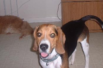 Chester