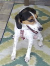 Jilly Bean