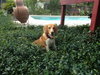 Junie B
