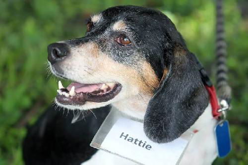 Hattie